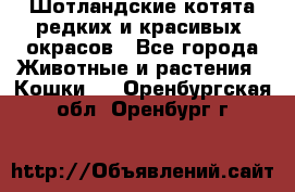 Шотландские котята редких и красивых  окрасов - Все города Животные и растения » Кошки   . Оренбургская обл.,Оренбург г.